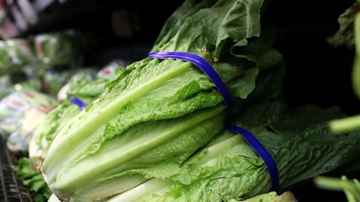 65103703 A742 4Ade 9C50 Cf5705Dd2779 Romaine Lettuce E1542811990356