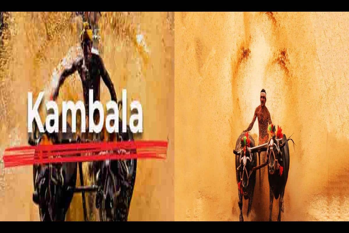 The Introduction Of Kambala Buffalo Race To Bangalore