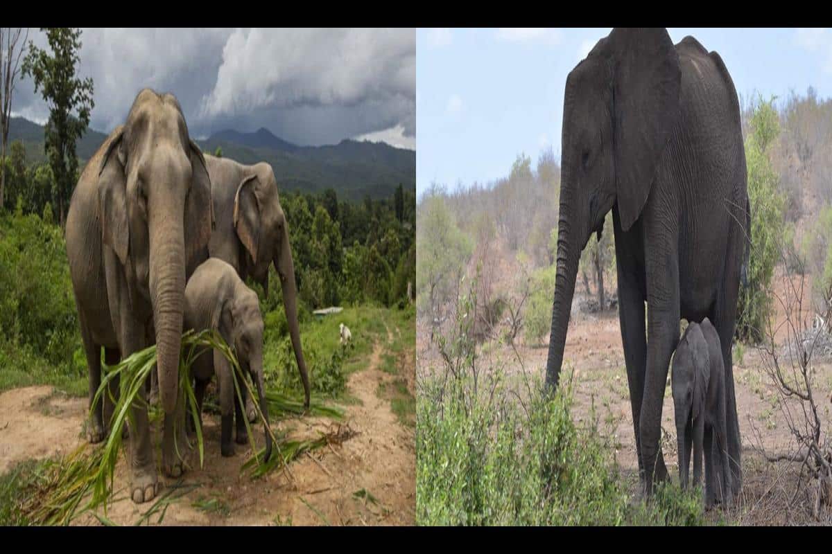 Camera Elephant Accident At Tembe Elephant Park Wildlife Sanctuary